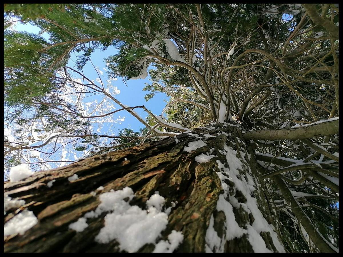 La Foresta Сasa de vacaciones